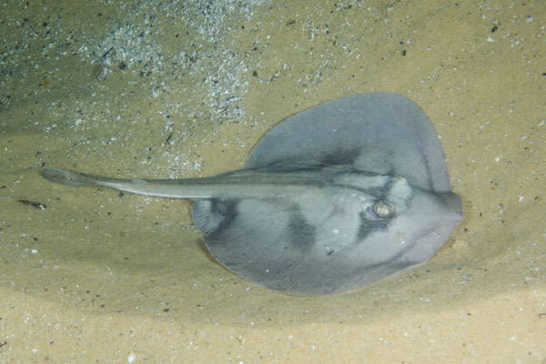 Urolophus kapalensis